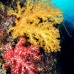 coral_soft_ni_v_0705_png1639.jpg